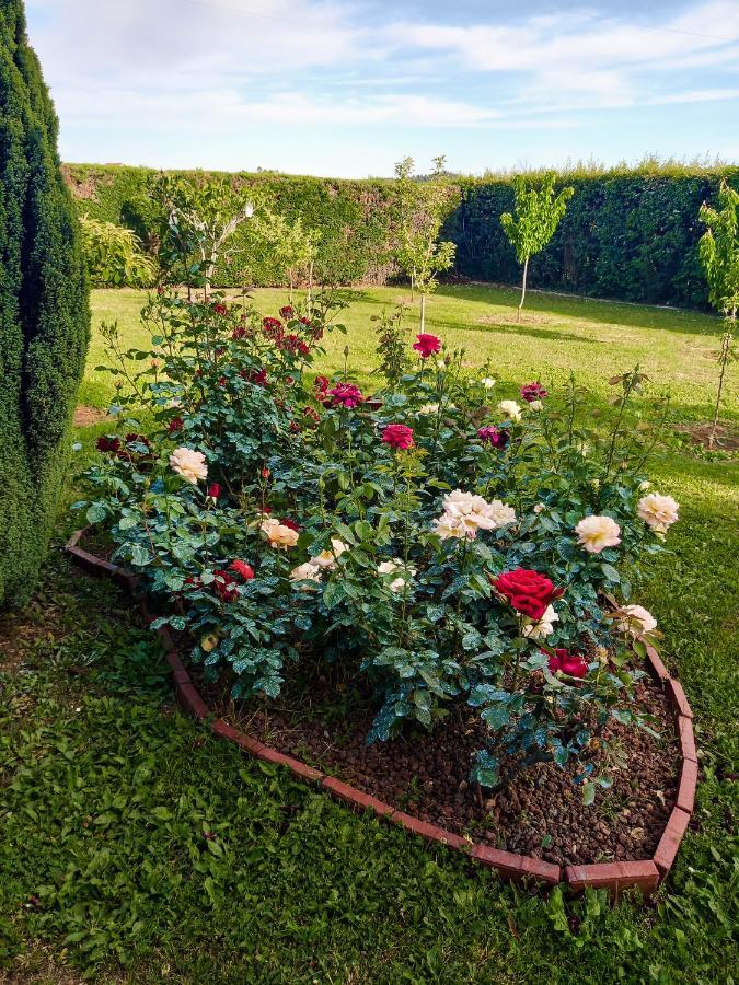 Sun Garden *